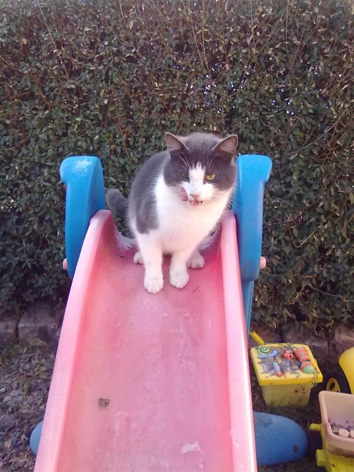 Huskat Mulle - Slikker om munden Mmmmmmmmm billede 12