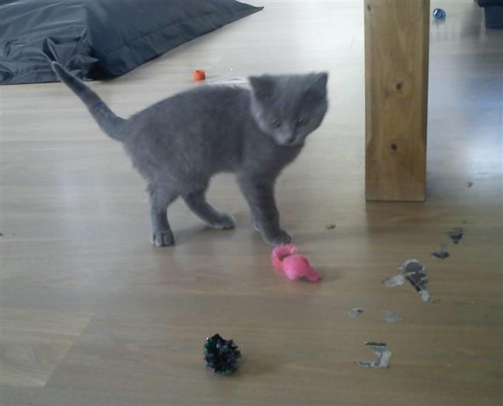 British Shorthair DK Bæklund´s Maskot - Er alt dette mon sikker at lege med...?? billede 2