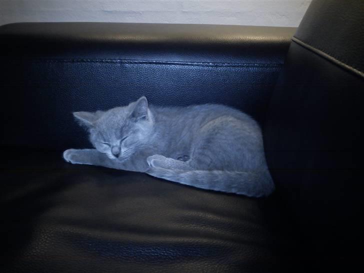 British Shorthair DK Bæklund´s Maskot - Skønt med en lille lur billede 3