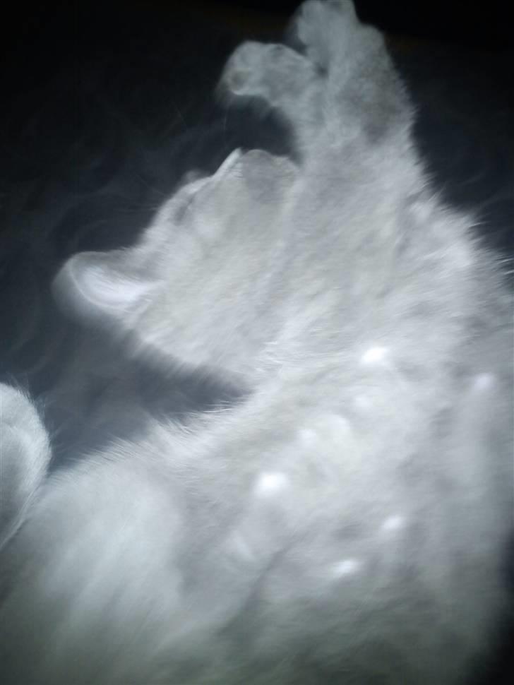 British Shorthair DK Bæklund´s Maskot billede 4