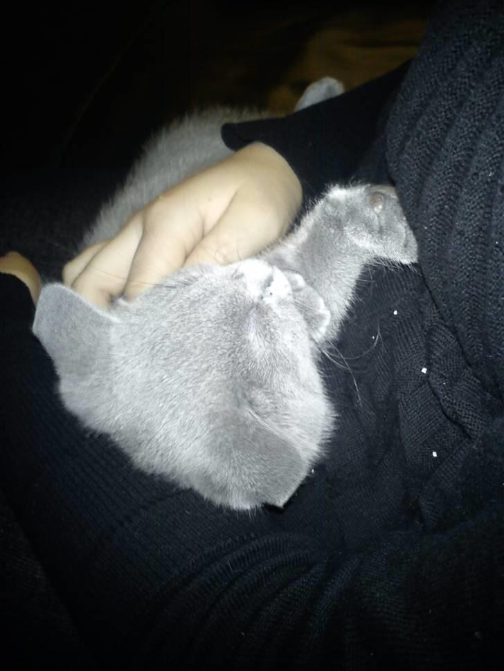 British Shorthair DK Bæklund´s Maskot - Super dejligt at blive nusset på maven billede 5