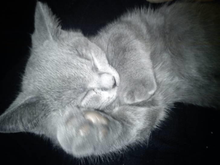 British Shorthair DK Bæklund´s Maskot billede 6