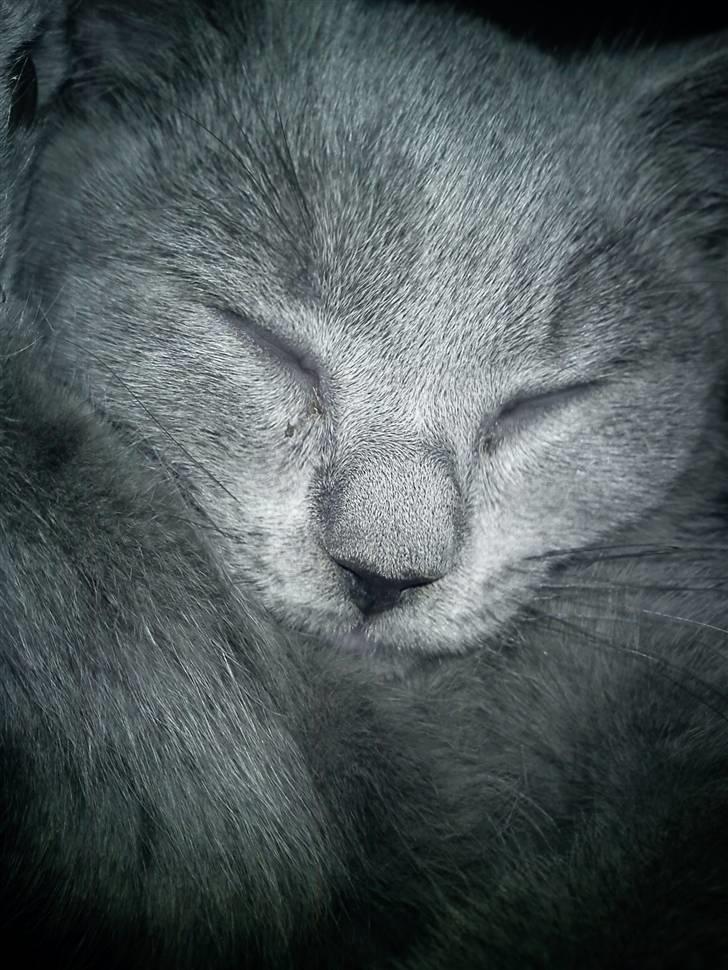 British Shorthair DK Bæklund´s Maskot billede 7