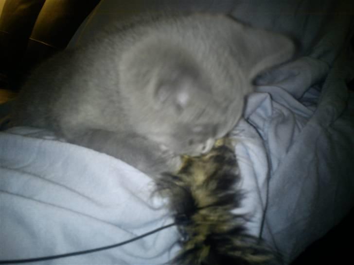 British Shorthair DK Bæklund´s Maskot billede 8