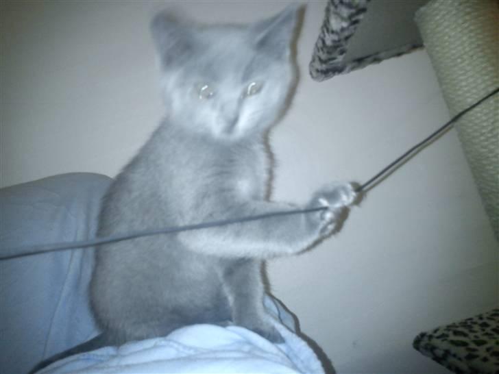 British Shorthair DK Bæklund´s Maskot billede 9