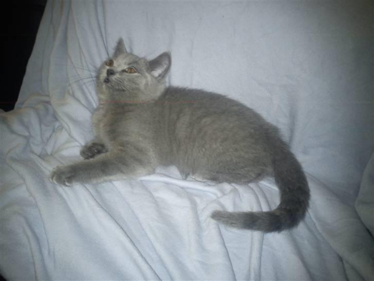 British Shorthair DK Bæklund´s Maskot billede 10