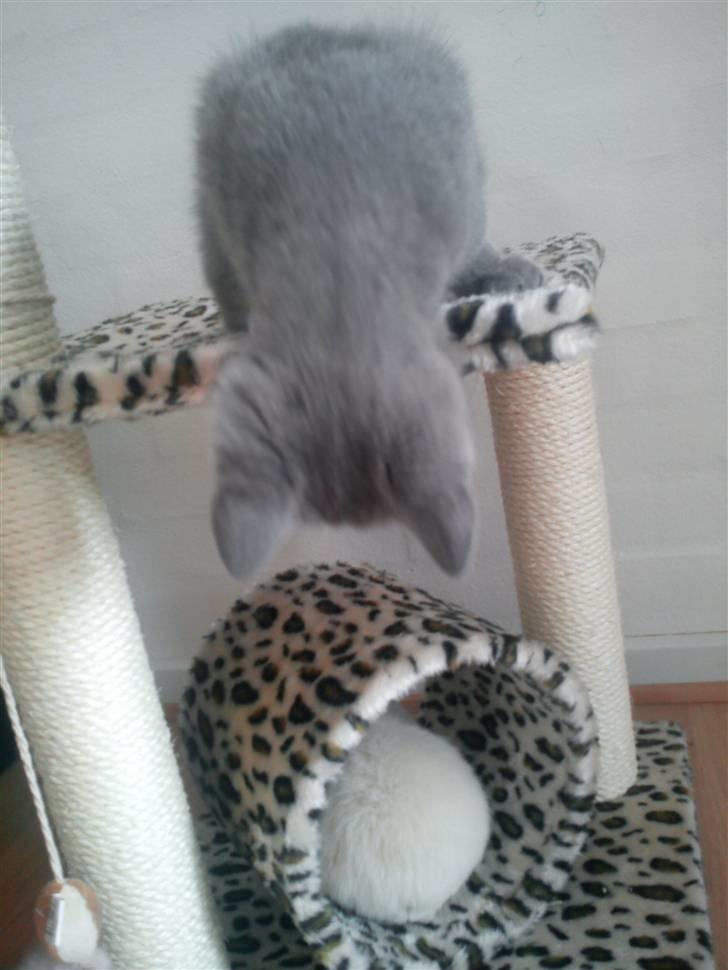 British Shorthair DK Bæklund´s Maskot - Hulk leger med vores marsvin! billede 11