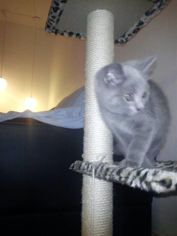 British Shorthair DK Bæklund´s Maskot billede 12