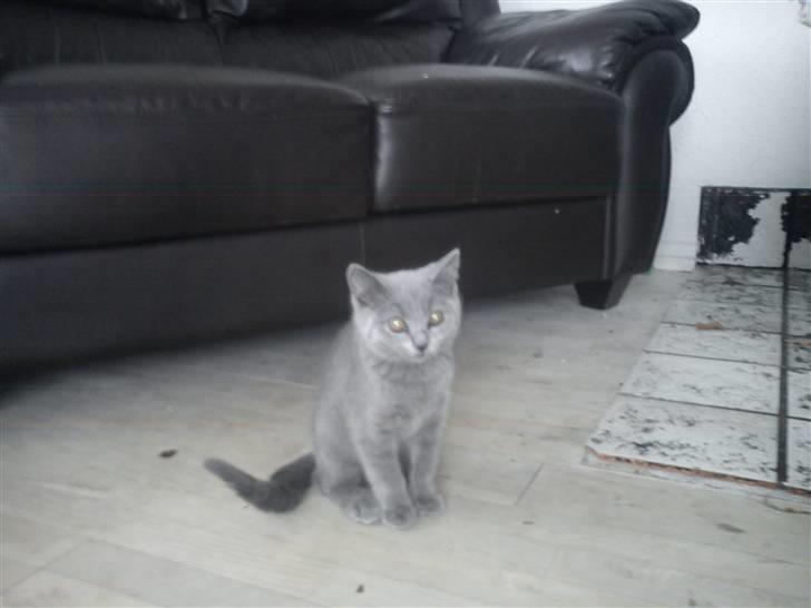 British Shorthair DK Bæklund´s Maskot - Pragteksemplar 14 uger billede 13