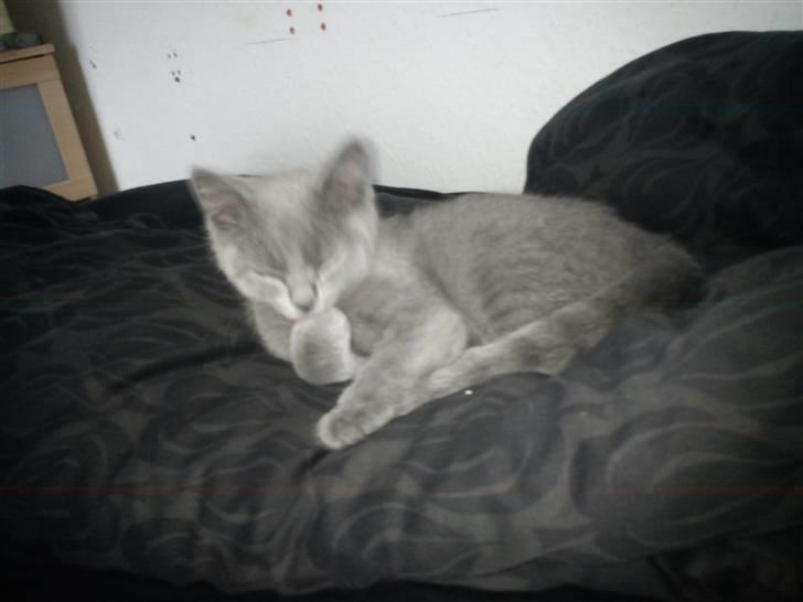 British Shorthair DK Bæklund´s Maskot billede 14