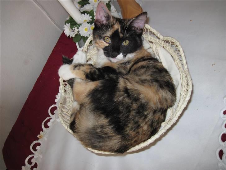 Huskat yuki billede 1