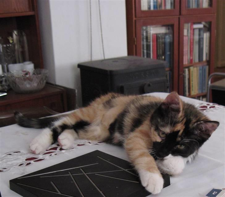 Huskat yuki billede 2