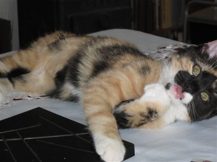 Huskat yuki billede 3