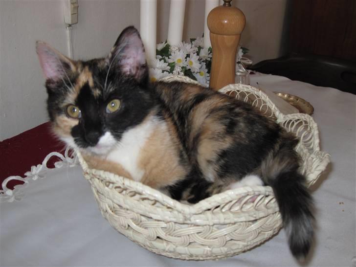 Huskat yuki billede 4