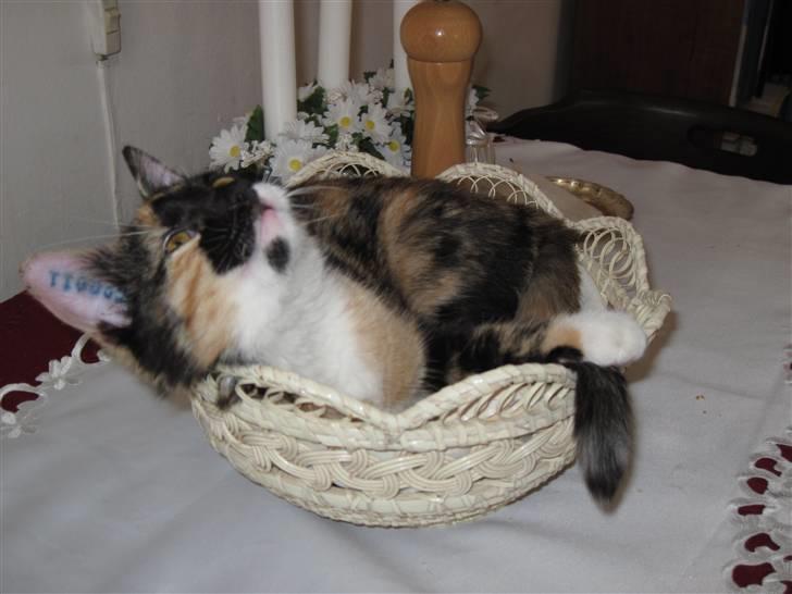 Huskat yuki billede 5