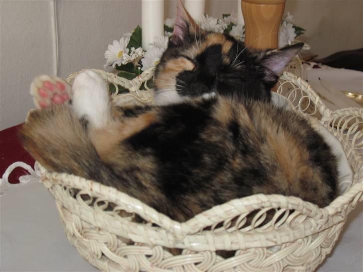 Huskat yuki billede 6