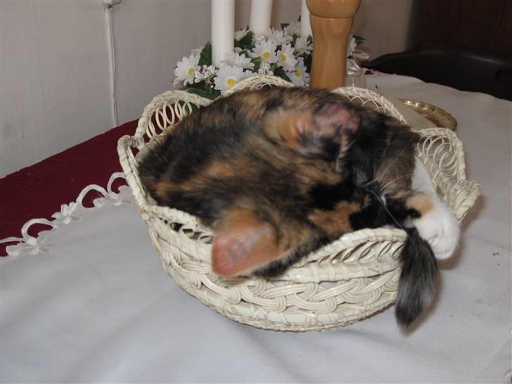 Huskat yuki billede 7