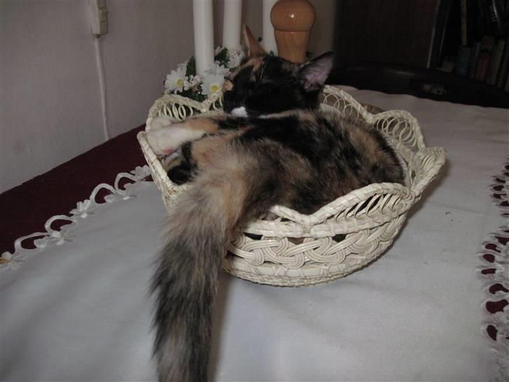 Huskat yuki billede 8