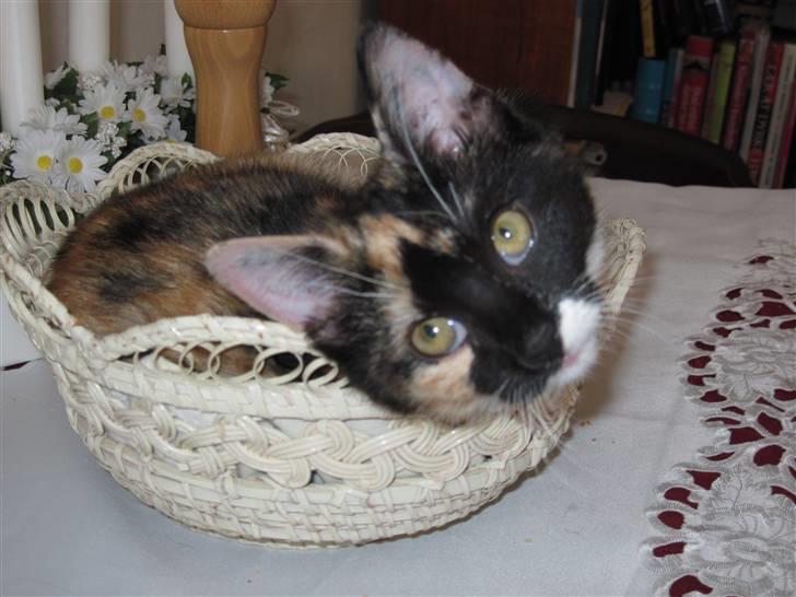 Huskat yuki billede 9