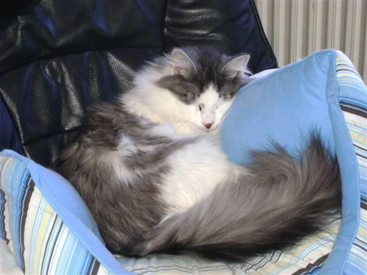 Blanding af racer Minimis ( <3  himmel kat)  billede 19