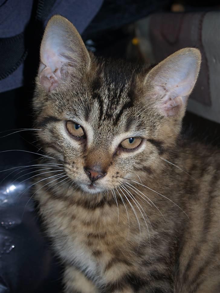 Huskat Timon <3 - Velkommen tl Timons Profil :)  billede 1