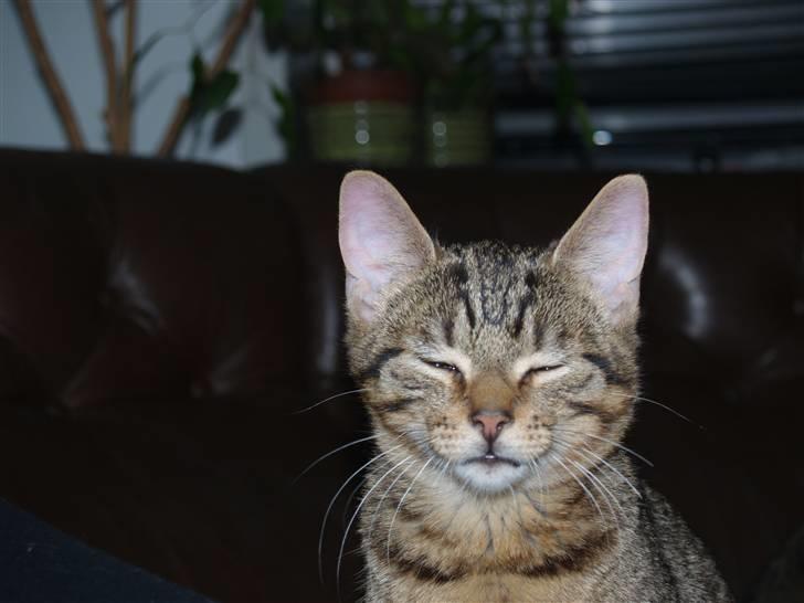 Huskat Timon <3 - <3 billede 5