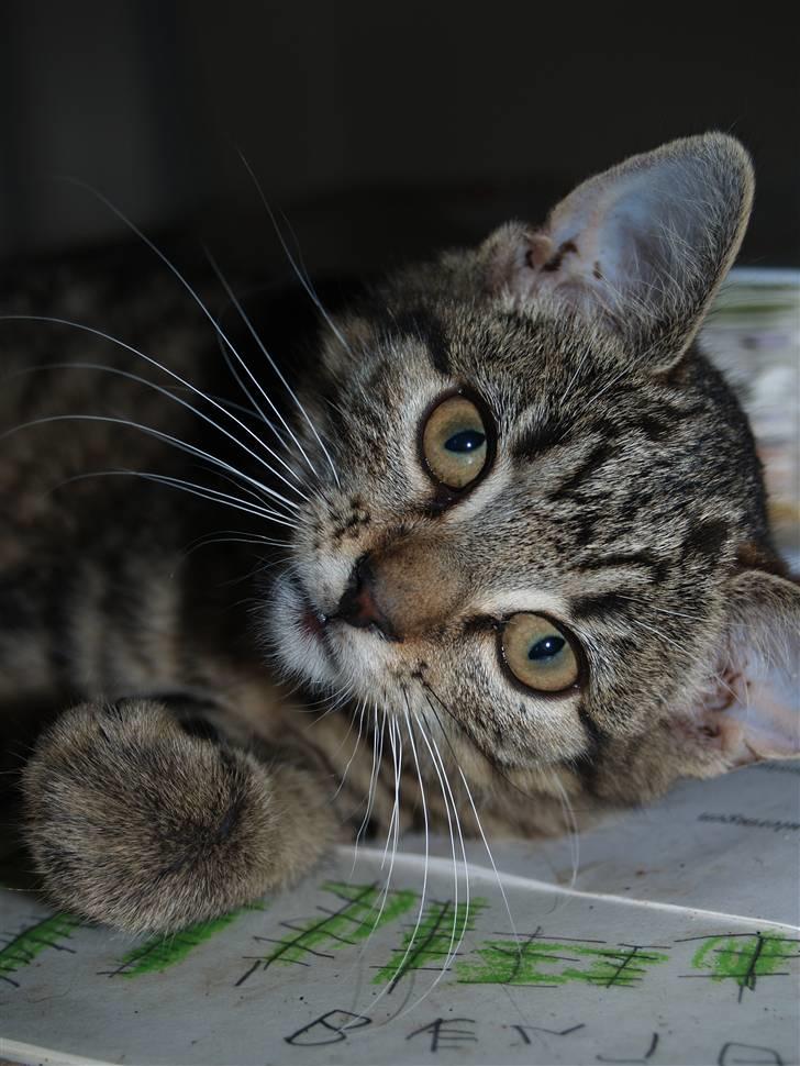 Huskat Cleo <3 - <3 billede 9