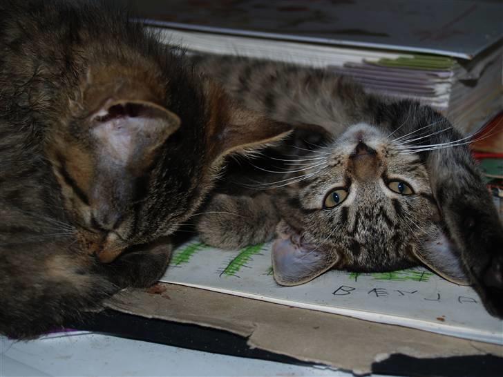 Huskat Cleo <3 - Tak for besøget :)  billede 10