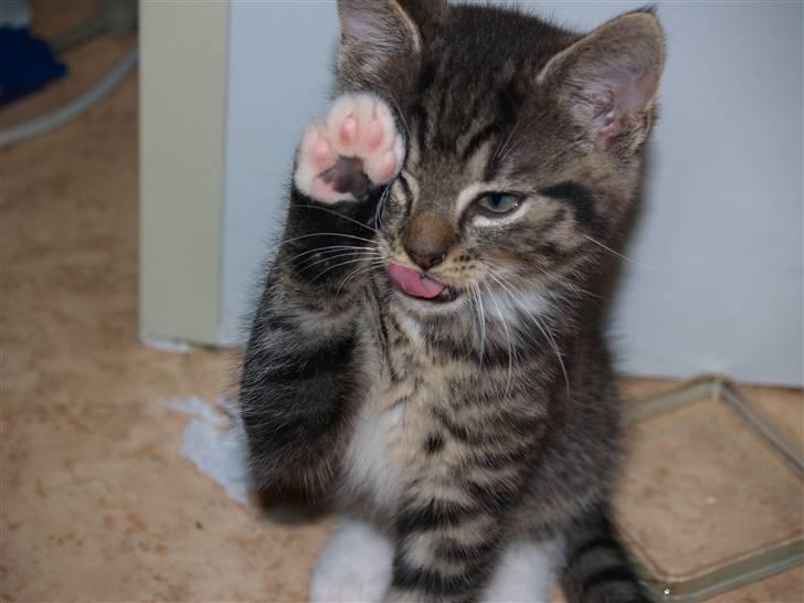 Huskat Nemo <3 - Så sød <3 billede 16