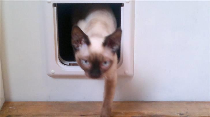 Devon Rex *RIP* William - Venstre-potet billede 8