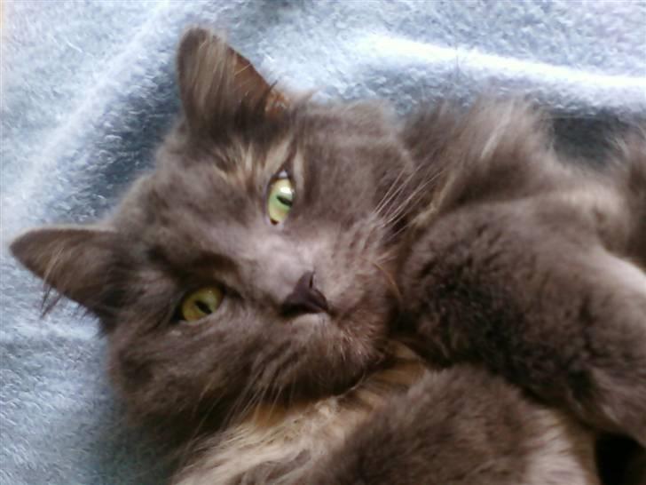 Blanding af racer Luka billede 1