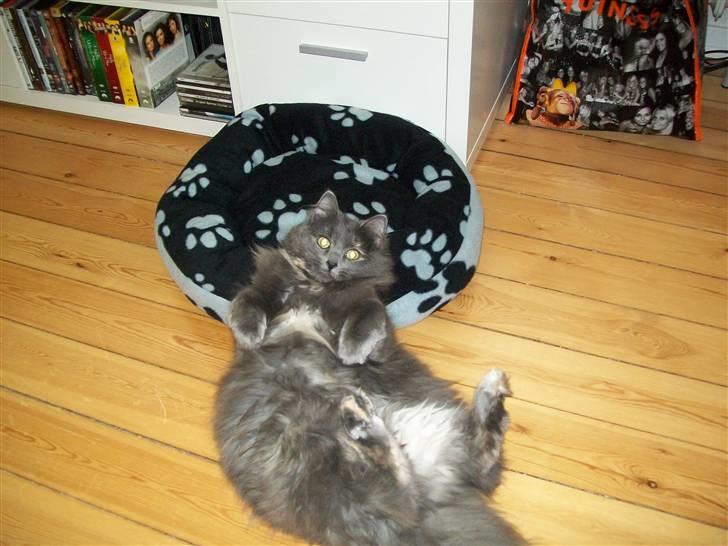 Blanding af racer Luka billede 2