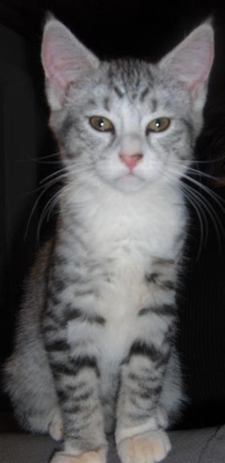 Blanding af racer Molly billede 1