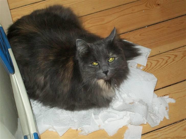 Blanding af racer Luka - Hun elsker at kradse mine toilet eller køkkenrulle i stykker og lægge sig på det. billede 3