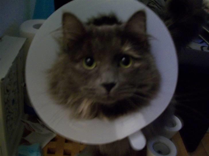 Blanding af racer Luka - Dette billede er taget dagen efter hun blev stereliseret. billede 4