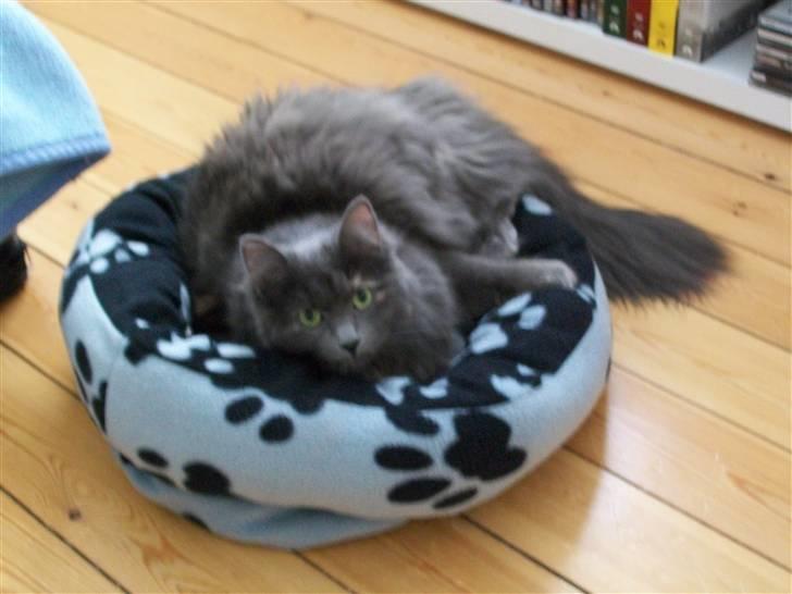 Blanding af racer Luka billede 5