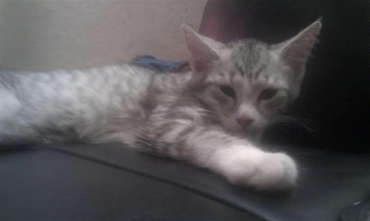 Blanding af racer Molly billede 2