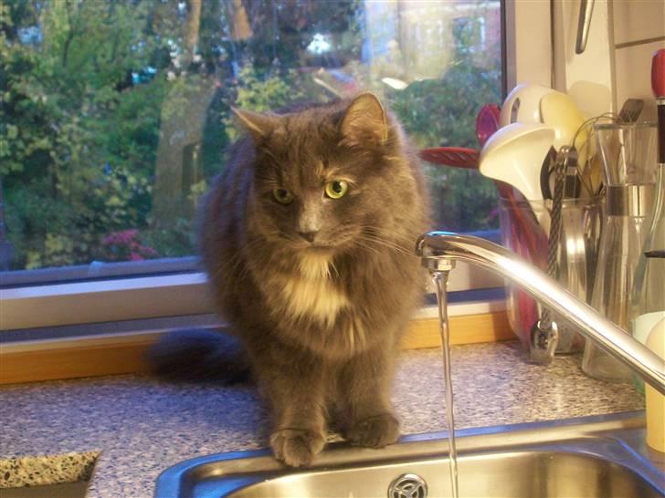 Blanding af racer Luka - hun kan bedst lide vandet fra vandhanen. billede 6