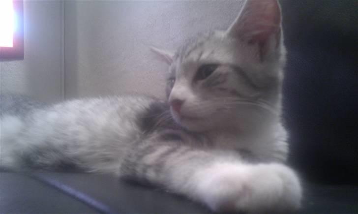 Blanding af racer Molly billede 3