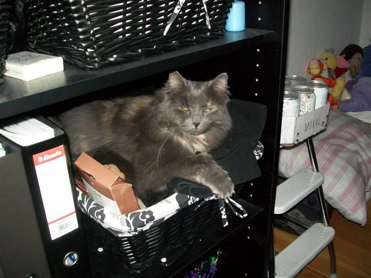 Blanding af racer Luka billede 7