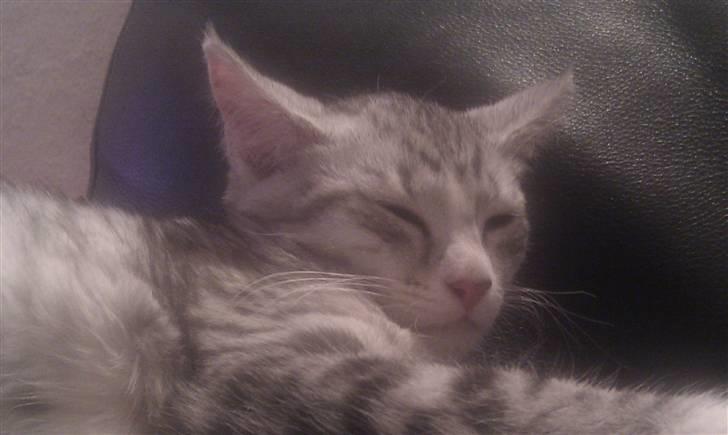 Blanding af racer Molly billede 4