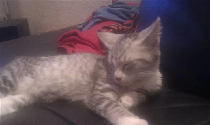 Blanding af racer Molly billede 5