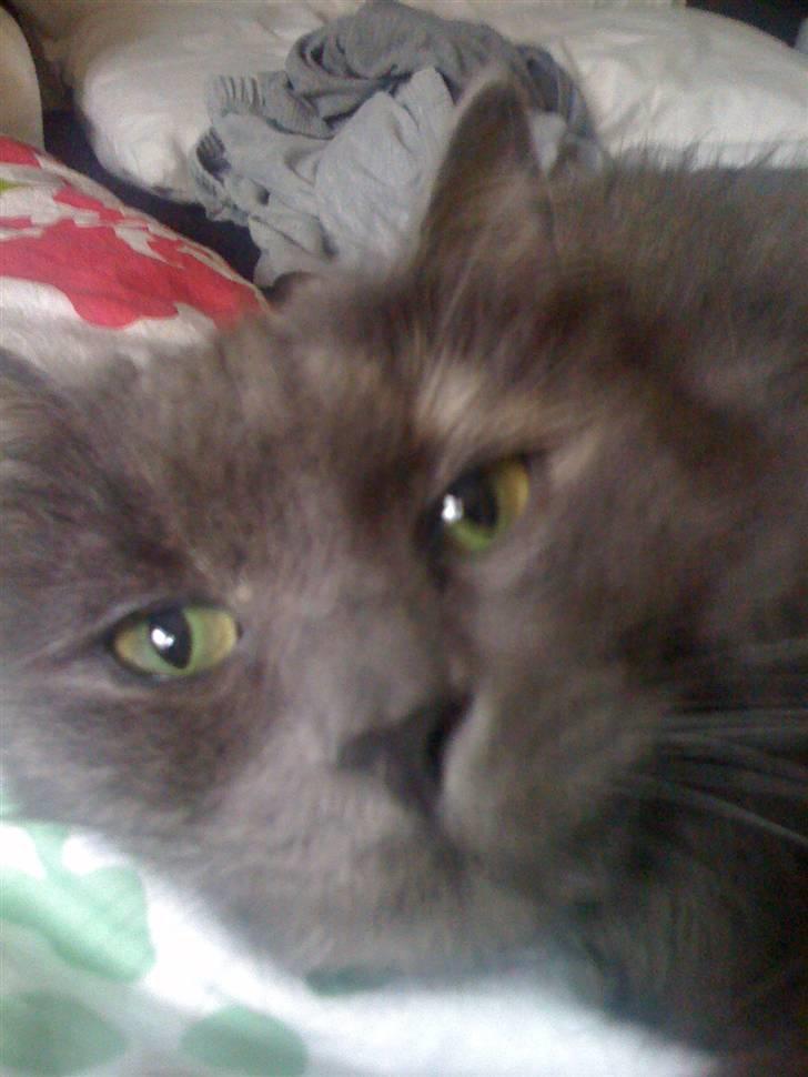 Blanding af racer Luka billede 8