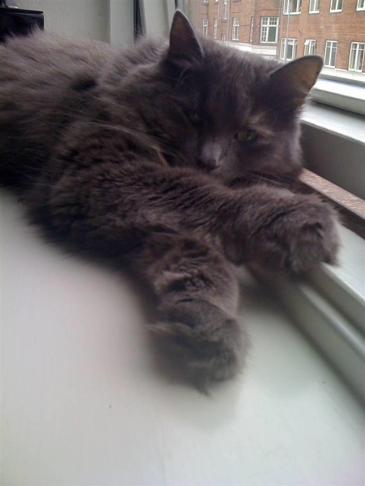 Blanding af racer Luka billede 9