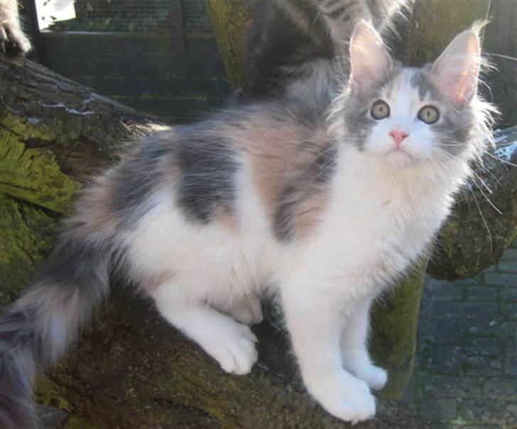 Maine Coon Metallica *R.I.P.* billede 19