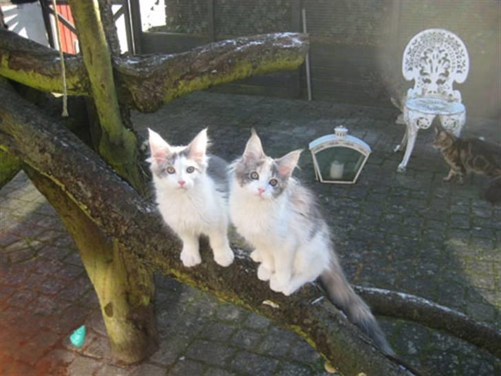 Maine Coon Metallica *R.I.P.* - Sammen med bror MilkyWay billede 20