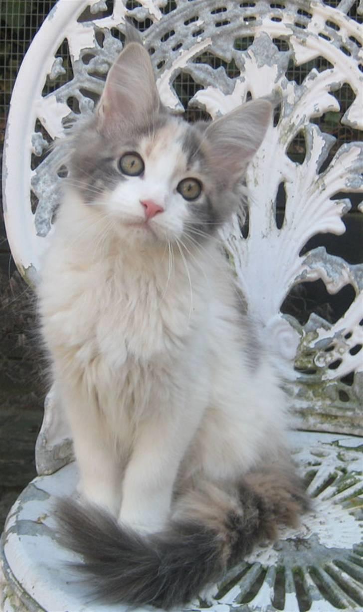 Maine Coon Metallica *R.I.P.* billede 18