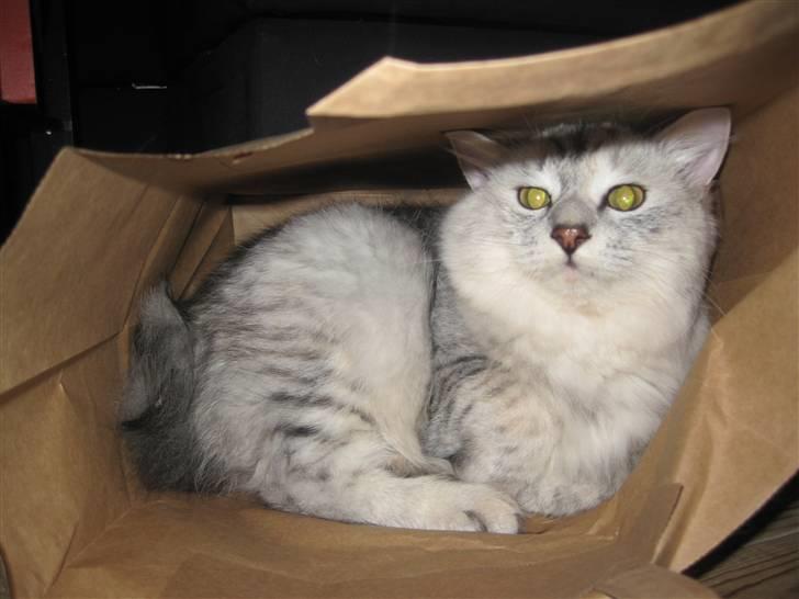 Kurilean Bobtail Geisha Golden look*LT billede 11