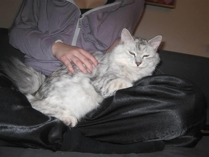 Kurilean Bobtail Geisha Golden look*LT billede 12