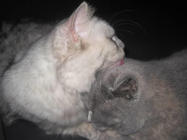 Kurilean Bobtail Geisha Golden look*LT billede 13